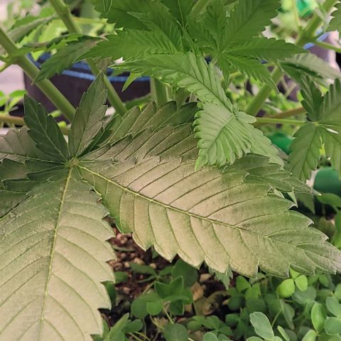 Fast Diesel growlog timeline photo