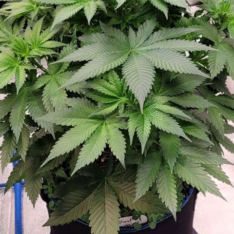 Fast Diesel growlog timeline photo