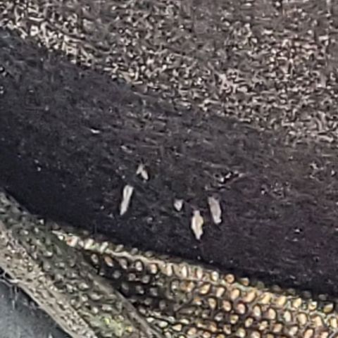 Fast Diesel growlog photo: Unten am Socks kommen Wurzel Spitzen raus