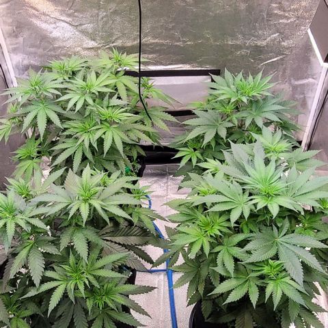 Mexy growlog timeline photo