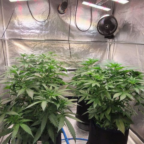 Mexy growlog timeline photo