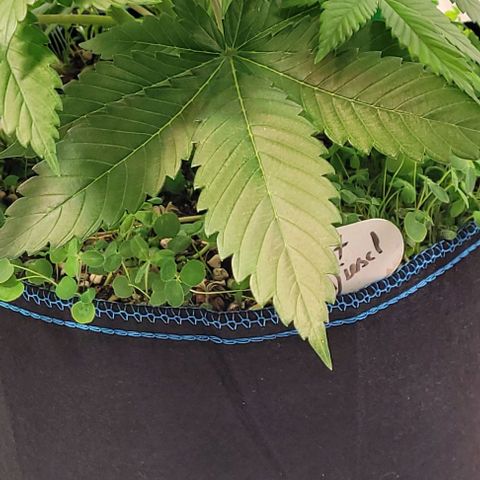 Fast Diesel growlog timeline photo