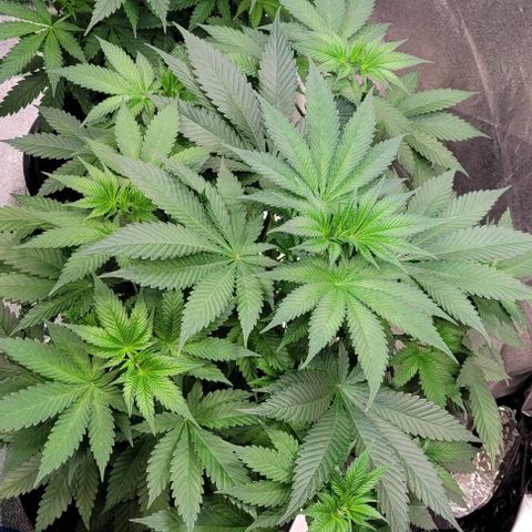 Fast Diesel growlog timeline photo