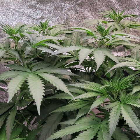 Mexy growlog timeline photo