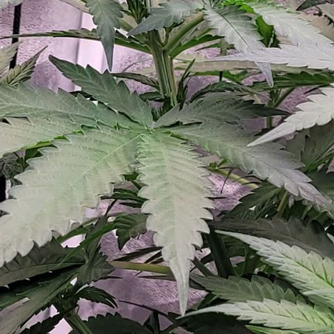 Mexy growlog timeline photo