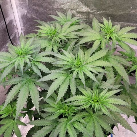 Mexy growlog timeline photo