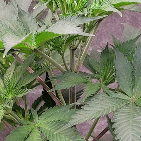 Pearly of Jamaica growlog timeline photo