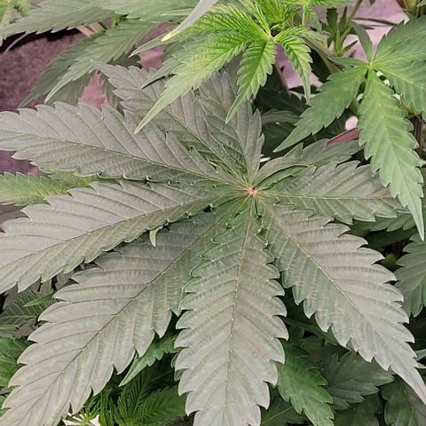 Pearly of Jamaica growlog timeline photo