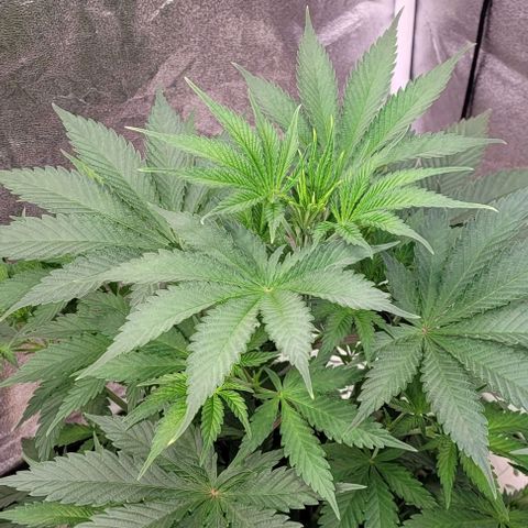 Pearly of Jamaica growlog timeline photo