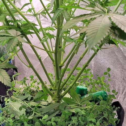 Fast Diesel growlog timeline photo