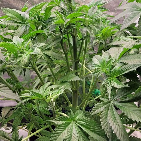 Fast Diesel growlog timeline photo