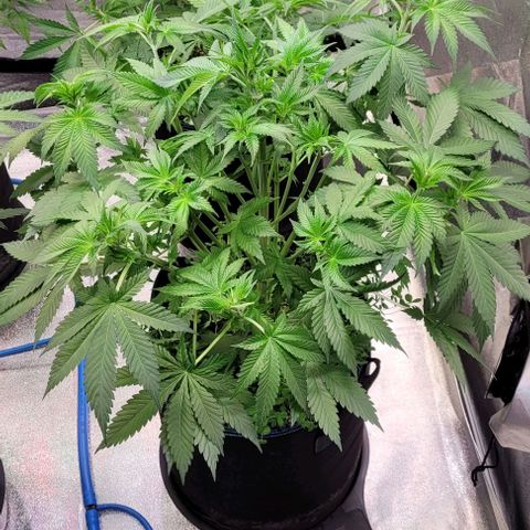 Fast Diesel growlog timeline photo