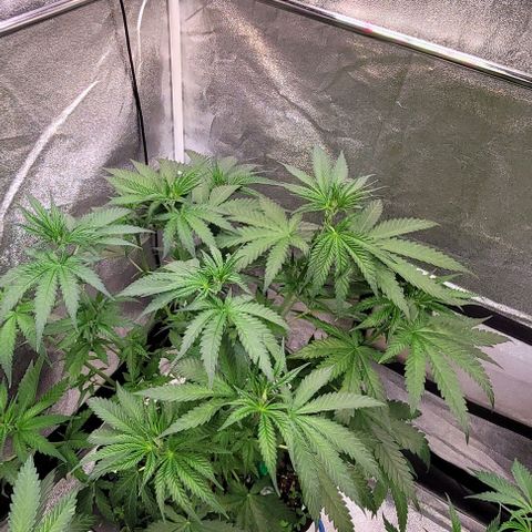 Mexy growlog timeline photo
