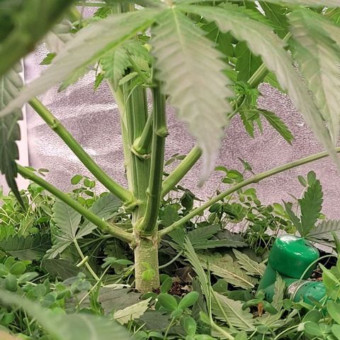 Mexy growlog timeline photo