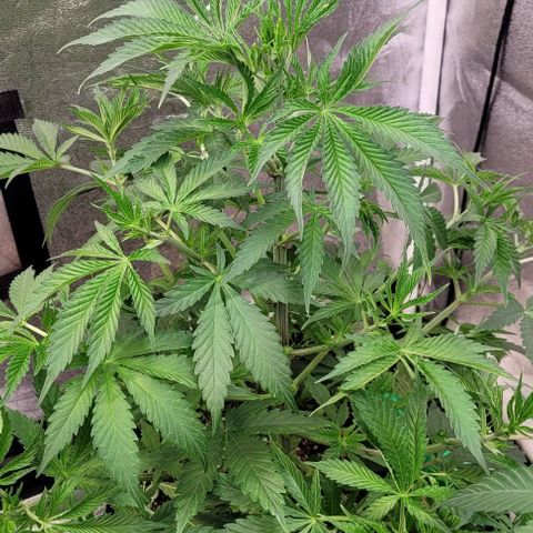 Pearly of Jamaica growlog timeline photo