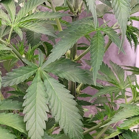 Pearly of Jamaica growlog timeline photo