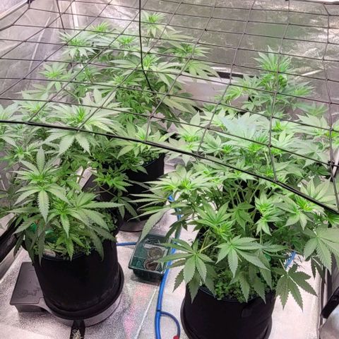Mexy growlog photo: Teil 1, das Netz sitzt und wird runter gedrückt