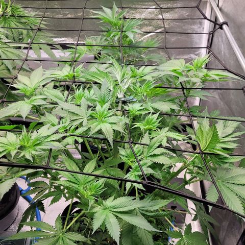 Mexy growlog timeline photo