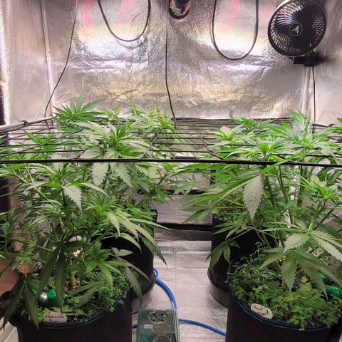 Mexy growlog photo: Das Netz liegt bei 50 cm Abstand zum Licht