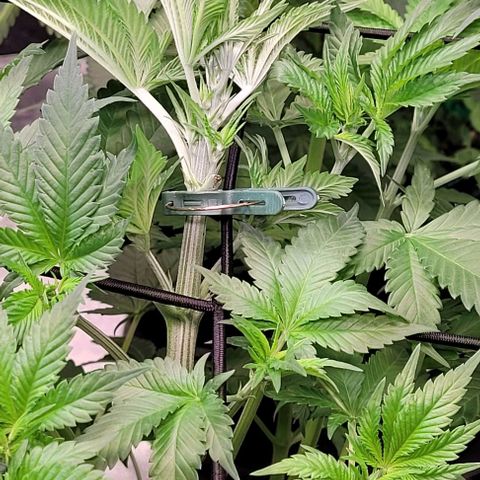 Fast Diesel growlog timeline photo