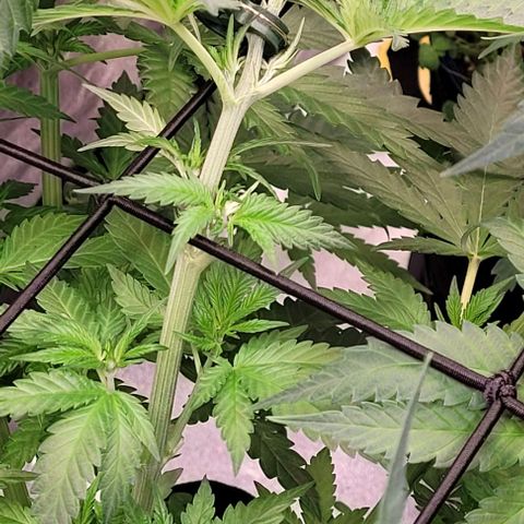 Mexy growlog timeline photo