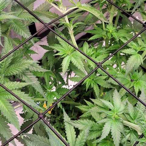 Mexy growlog timeline photo