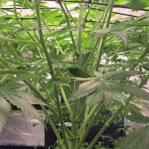 Fast Diesel growlog timeline photo