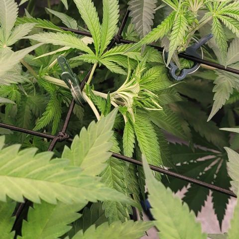 Mexy growlog timeline photo