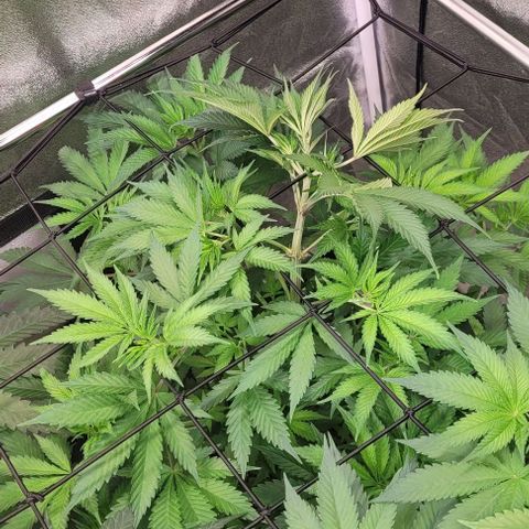 Pearly of Jamaica growlog timeline photo