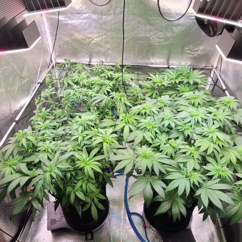 Mexy growlog timeline photo