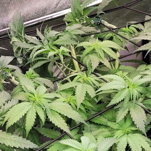 Mexy growlog timeline photo