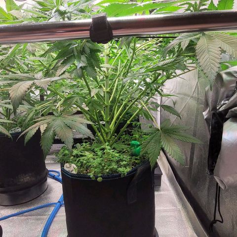 Fast Diesel growlog timeline photo