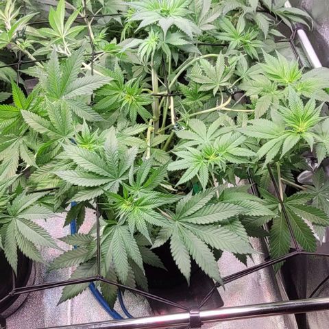 Fast Diesel growlog timeline photo