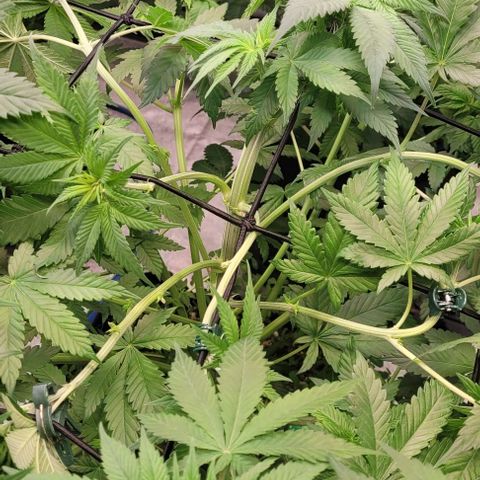 Fast Diesel growlog timeline photo