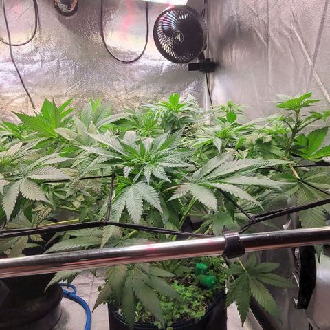 Fast Diesel growlog timeline photo