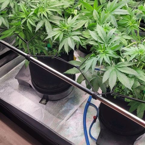 Mexy growlog photo: Heut die vordere Stange noch mit ein gesetzt woran ich das Netz noch nach vorne raus ran ziehen konnte