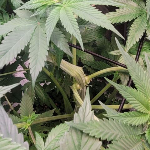 Fast Diesel growlog timeline photo