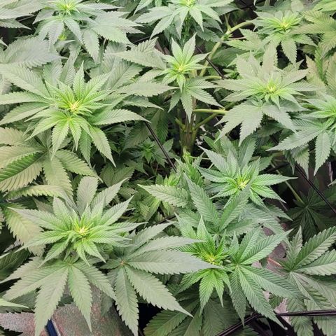 Fast Diesel growlog timeline photo