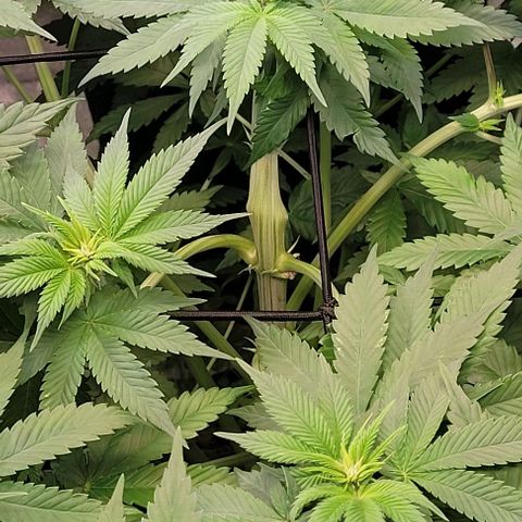 Fast Diesel growlog timeline photo