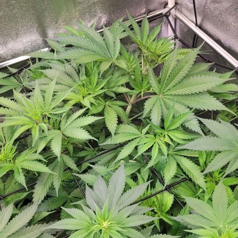 Pearly of Jamaica growlog timeline photo