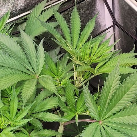 Pearly of Jamaica growlog timeline photo