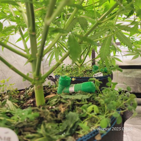 Mexy growlog timeline photo