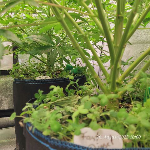 Mexy growlog timeline photo