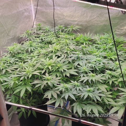 Mexy growlog timeline photo