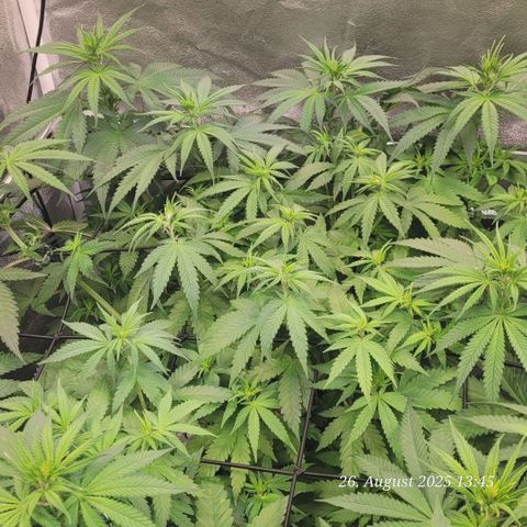 Mexy growlog timeline photo