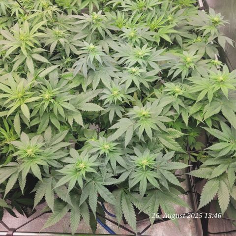 Fast Diesel growlog timeline photo
