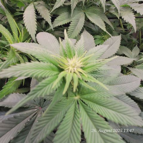 Fast Diesel growlog timeline photo