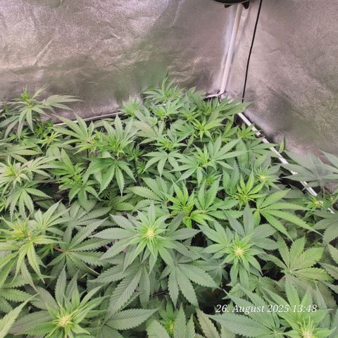 Pearly of Jamaica growlog timeline photo