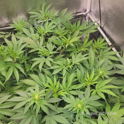 Pearly of Jamaica growlog timeline photo