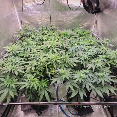 Mexy growlog timeline photo